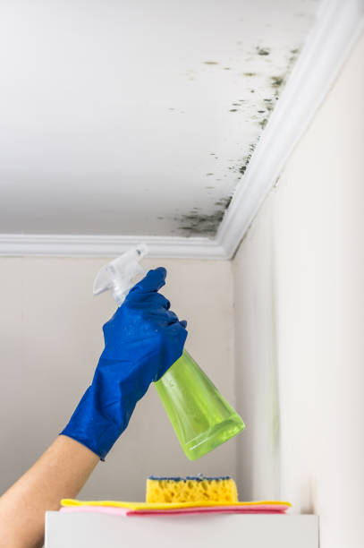 Trusted Midland, NC Mold Removal Experts